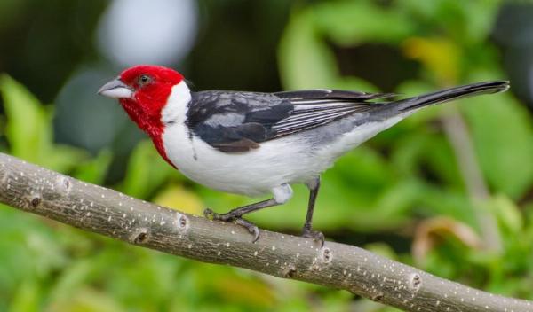 A luta contra a captura de aves na região sisaleira