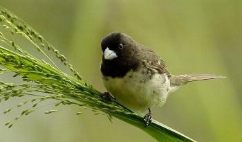 A luta contra a captura de aves na região sisaleira