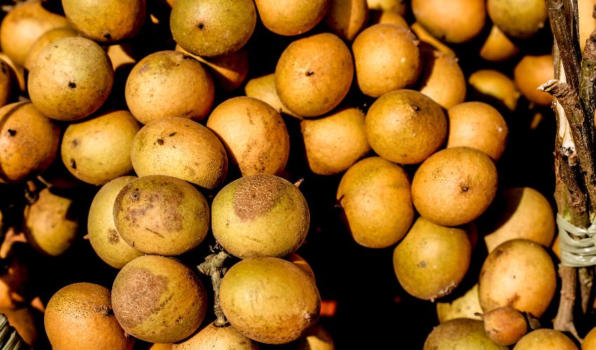 Sabores Exuberantes em Meio à Adversidade