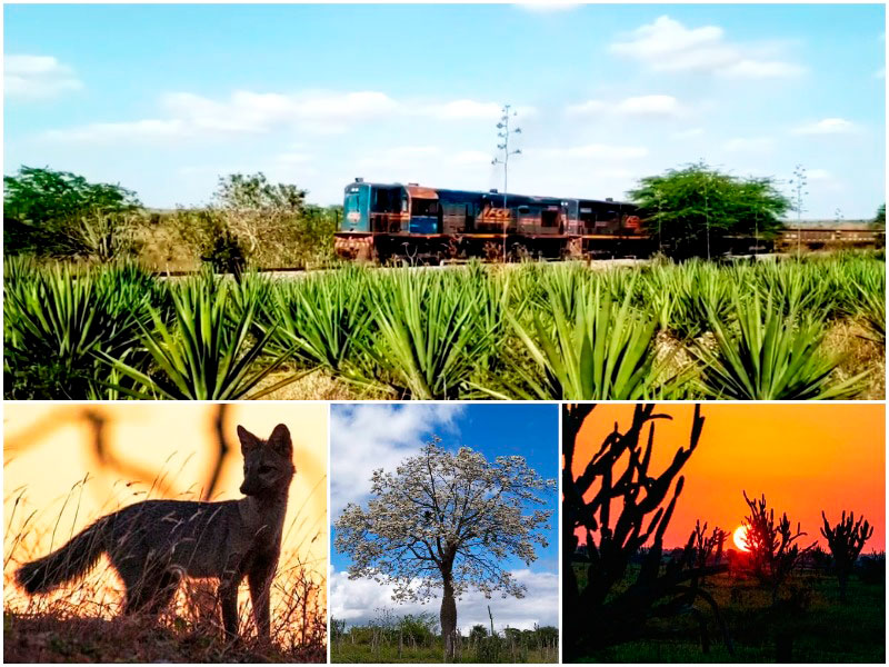 Viagens de trem entre Serrinha e Itiúba.