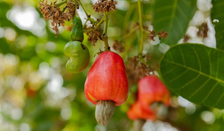 Sabores Exuberantes em Meio à Adversidade