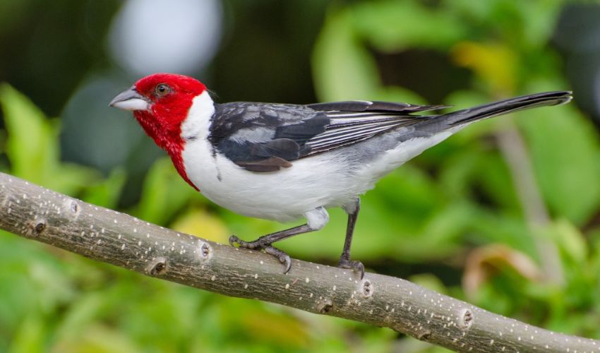 A luta contra a captura de aves na região sisaleira