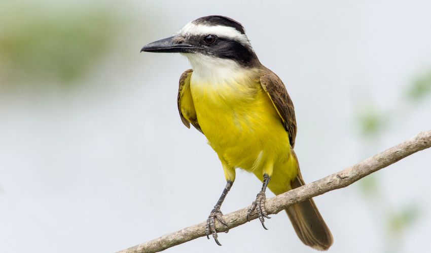 A luta contra a captura de aves na região sisaleira