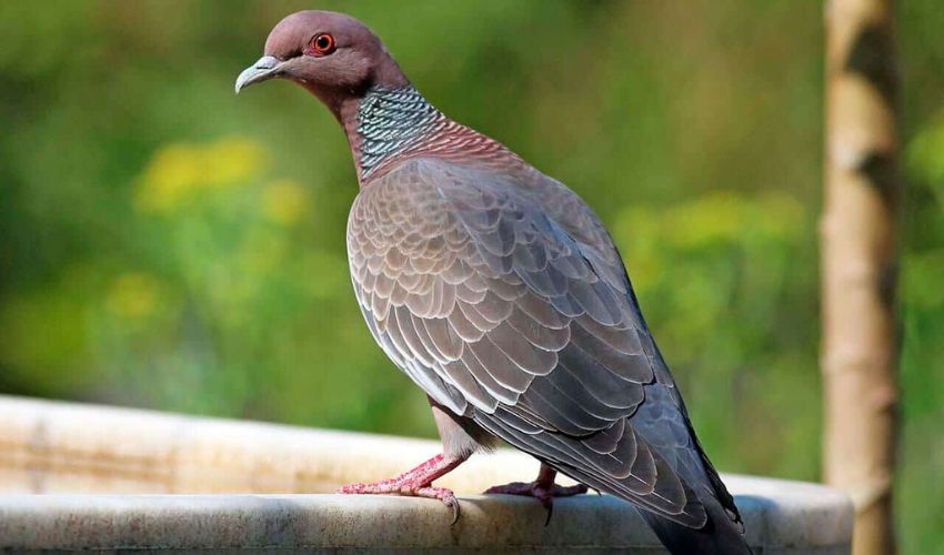 A luta contra a captura de aves na região sisaleira