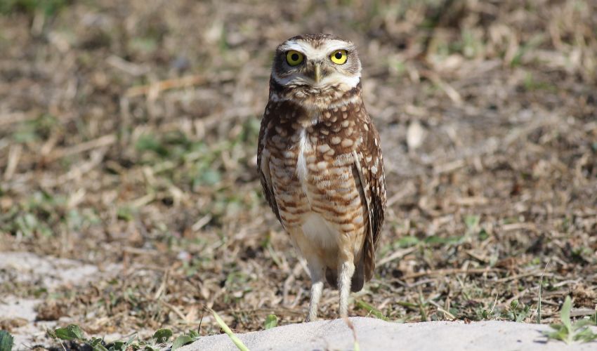 A luta contra a captura de aves na região sisaleira