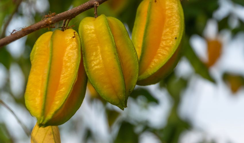 Sabores Exuberantes em Meio à Adversidade